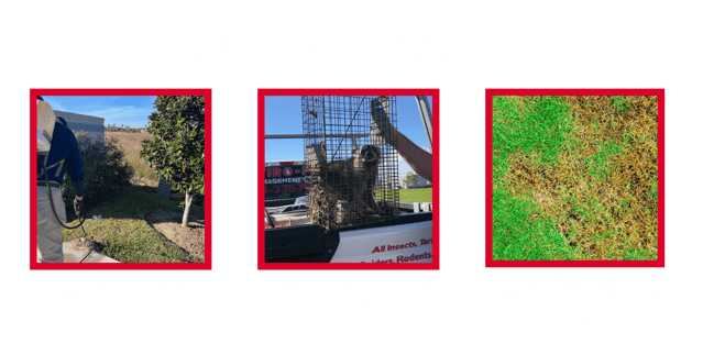 Red And White Modern Pest Control Service Flyer (2)