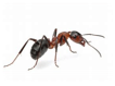 ant stock pic 1