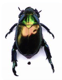 beetle