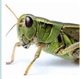 grasshopper
