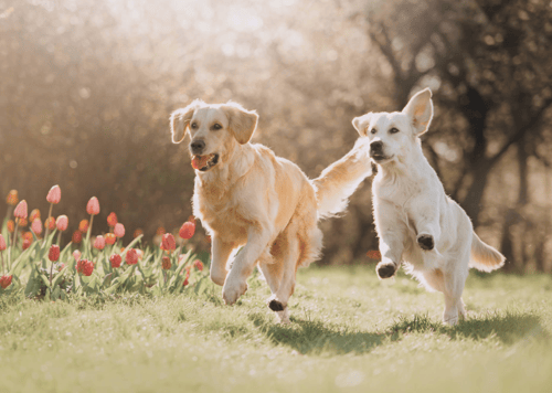 puppies