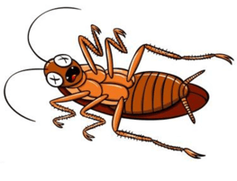 roach