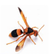 wasp